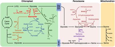 Biosynthetic approaches to efficient assimilation of CO2via photorespiration modification in plant chassis